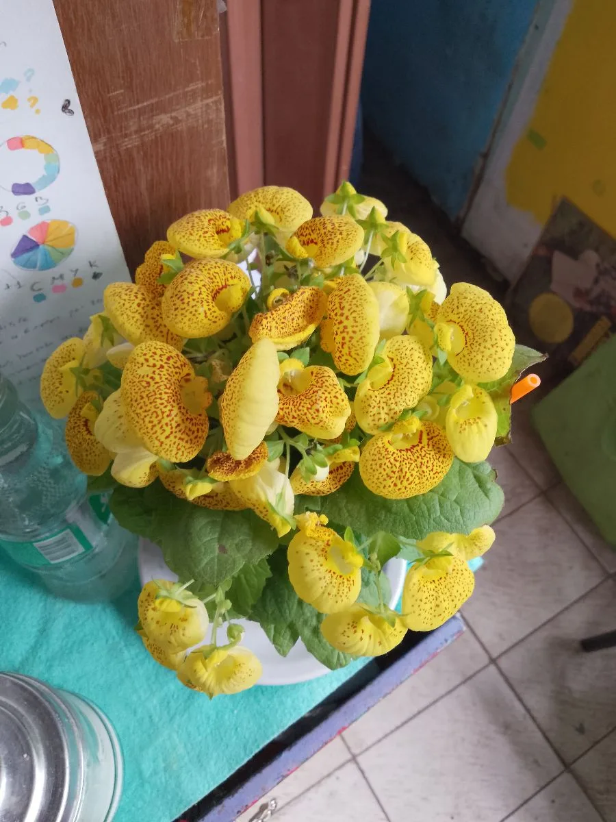 Milagros Romina Luciana Méndez 12