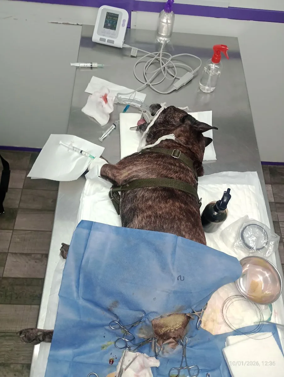 Dr Trozzo Vet 5