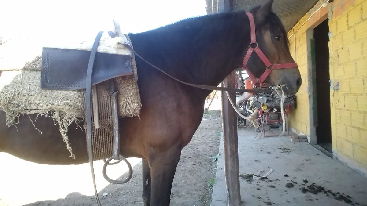 elias fermin lopez 7