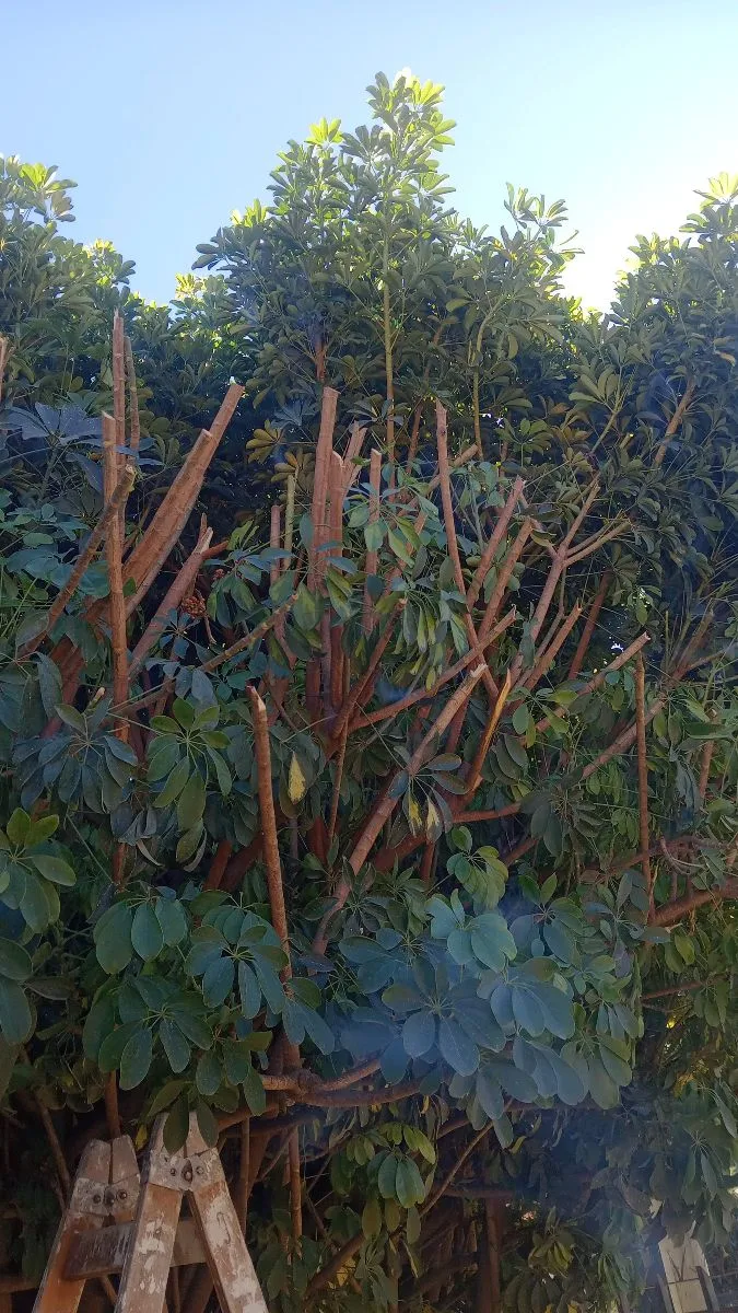 jardinero ernesto 8