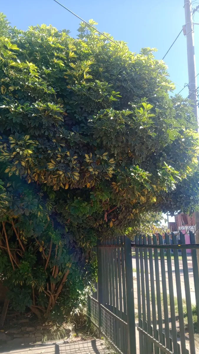 jardinero ernesto 9