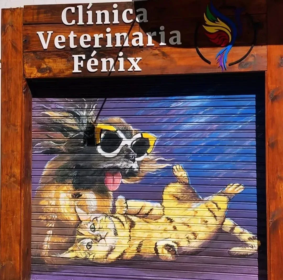 artista visual 11